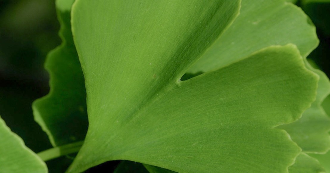 Ginkgo image article