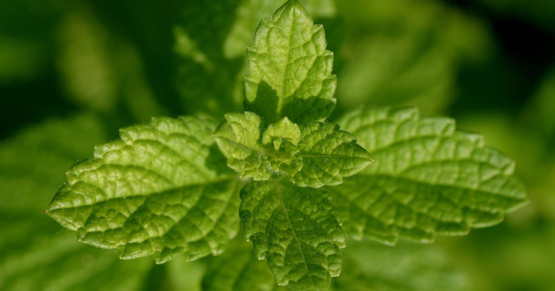 Image qui représente la plante Mélisse