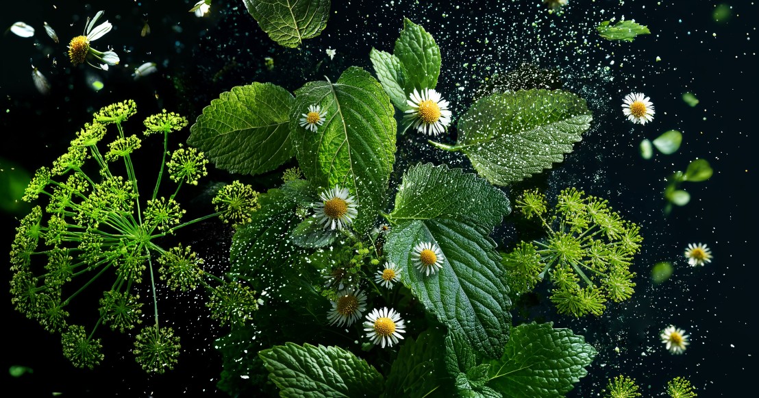 Visuel plantes maux de ventre 