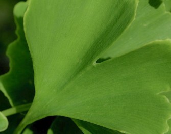 Ginkgo image article