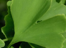 Ginkgo image article