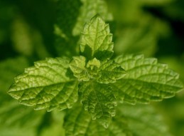 Image qui représente la plante Mélisse