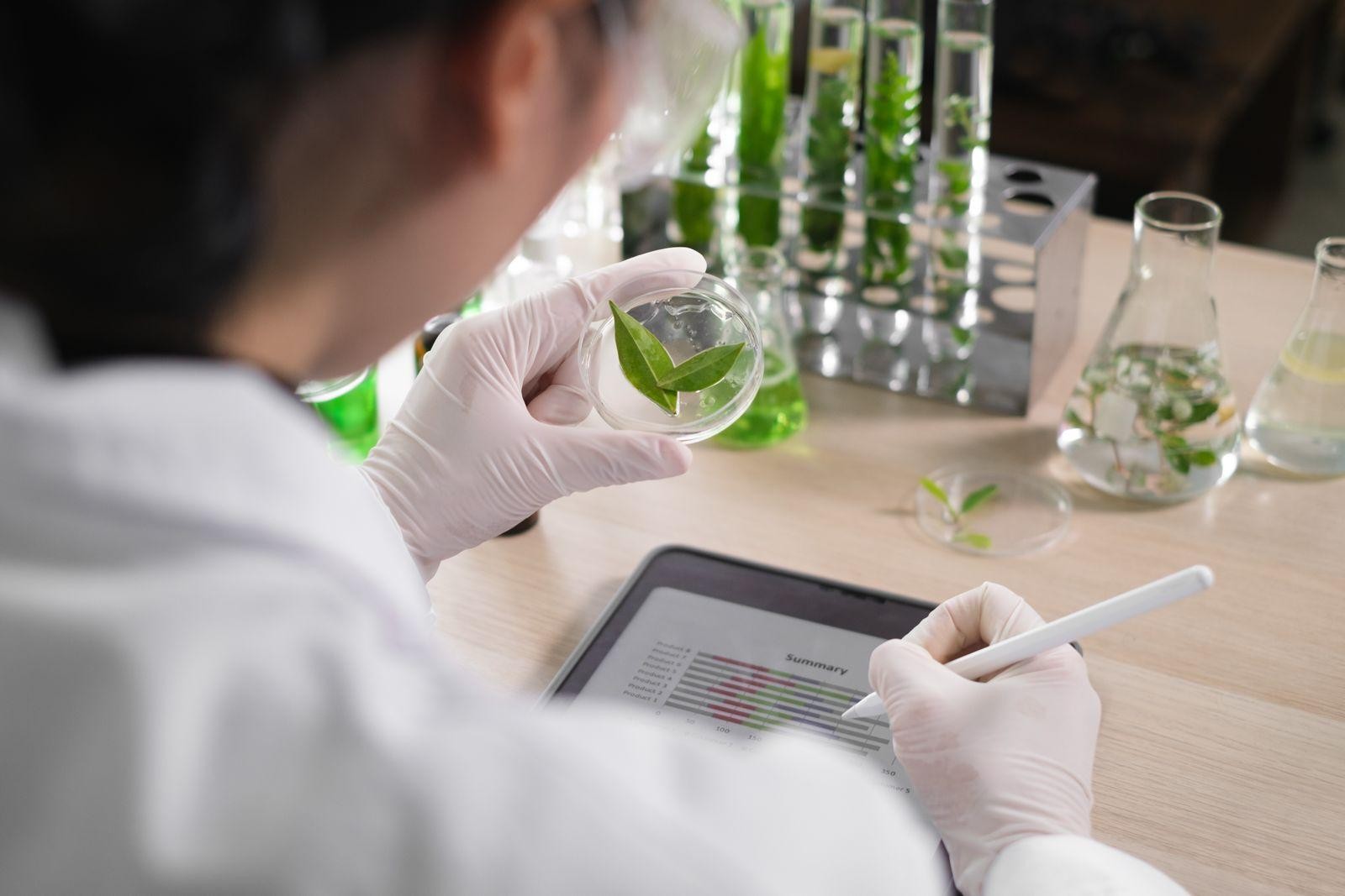 Visuel d'un laboratoire qui examine l'extrait de plante