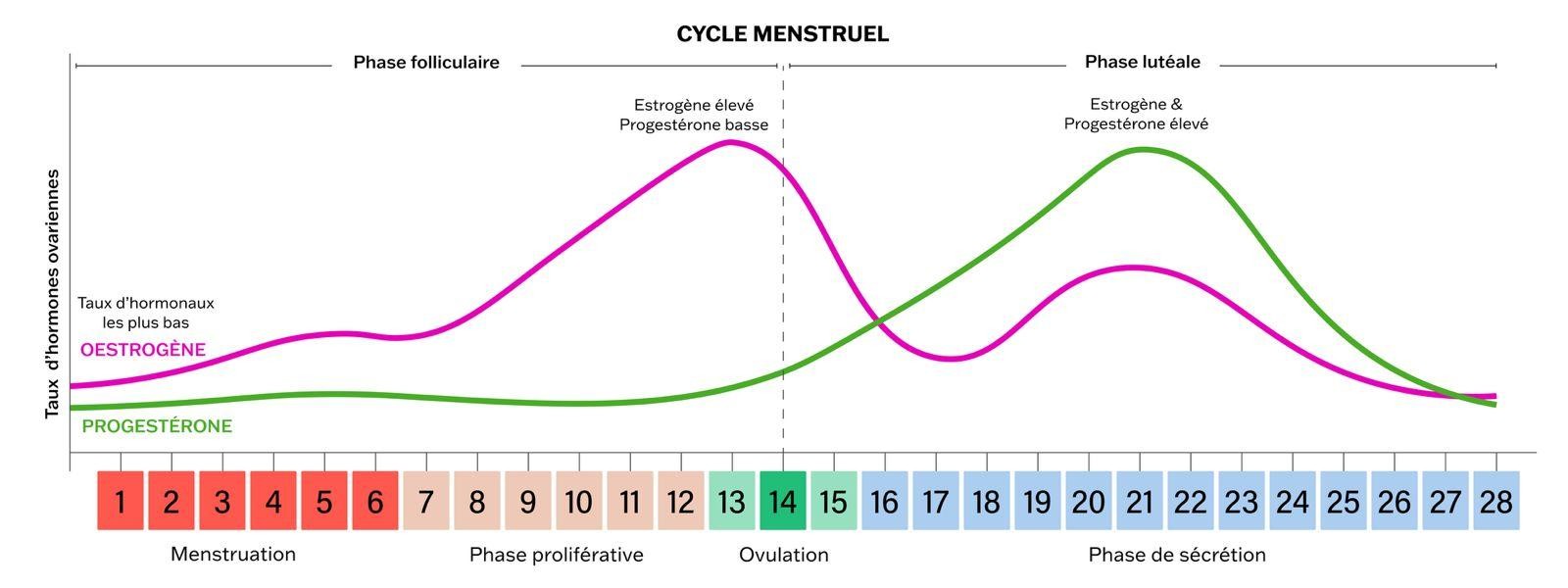 Schema cycle menstruelle