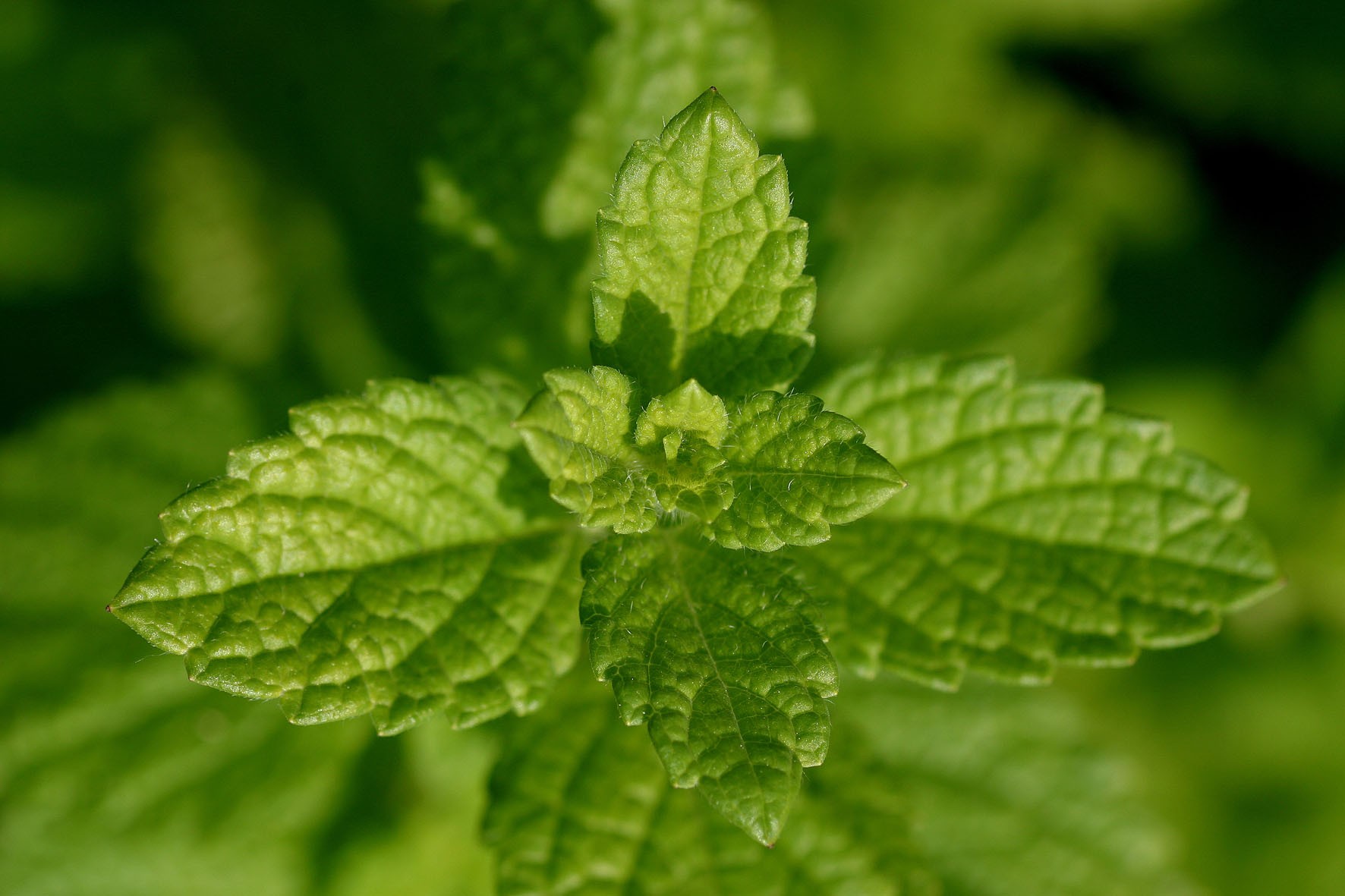 Image qui représente la plante Mélisse