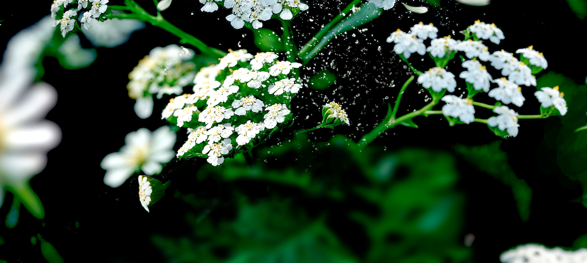 visuel règle douloureuses fond