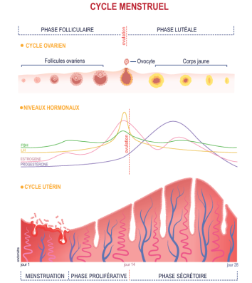 Schéma expliquant le cycle menstruel