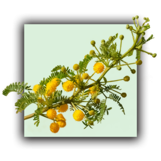Acacia