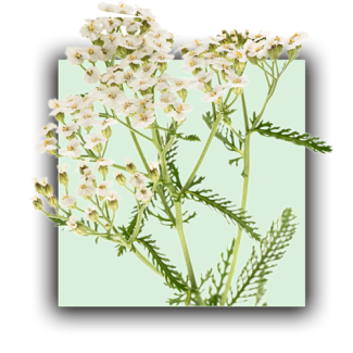 Plante Achillée millefeuille