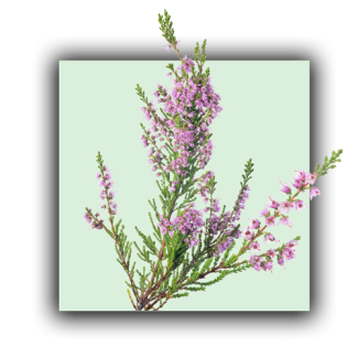 Plante bruyère