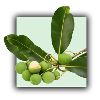 Plante calophylle