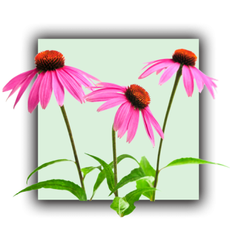 Echinacée