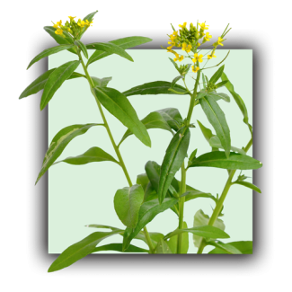 Erysimum