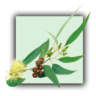 Eucalyptus globuleux