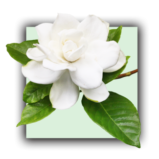 Gardenia