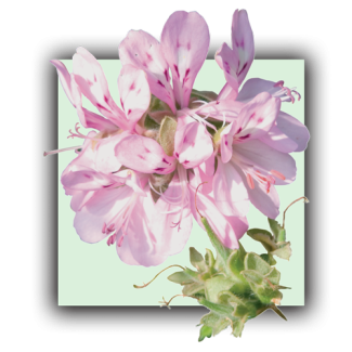 Geranium bourbon