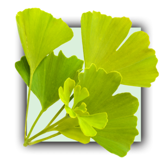 Ginkgo