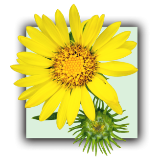 Grindelia