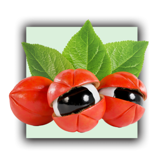 Guarana