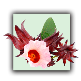 Hibiscus