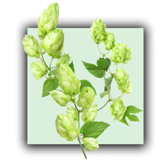 Houblon