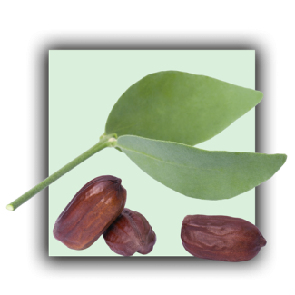 Jojoba