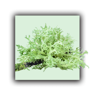 Lichen d'islande