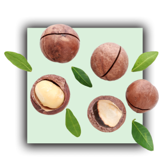 Macadamia