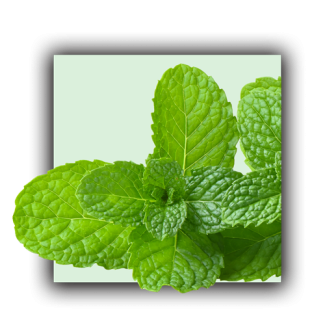 Menthe poivrée