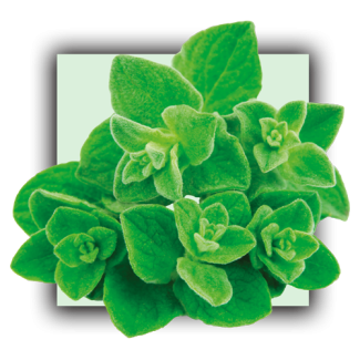 Origan