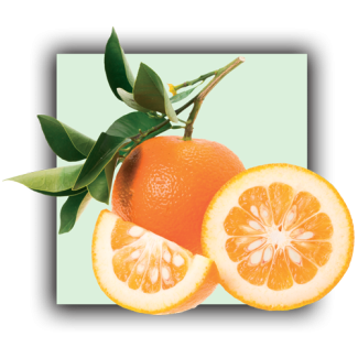 Petitgrain Bigaradier