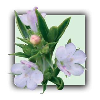 Sarriette des montagnes