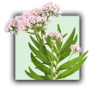 Valériane