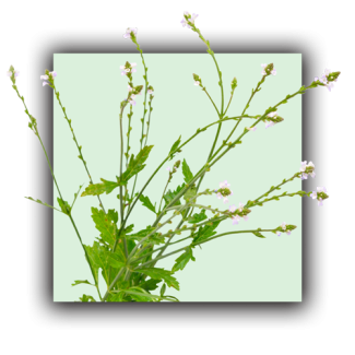 Verveine