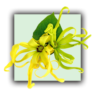 Ylang ylang