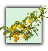 Acacia