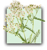 Plante Achillée millefeuille