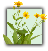Plante arnica