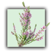 Plante bruyère