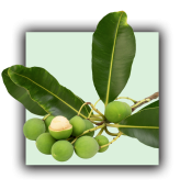 Plante calophylle