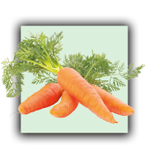 carotte