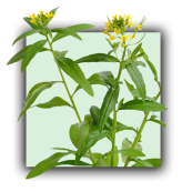 Erysimum