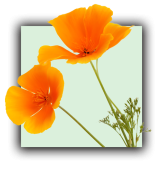 Eschscholzia