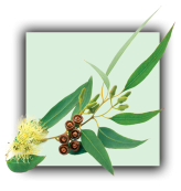 Eucalyptus globuleux