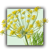 Fenouil