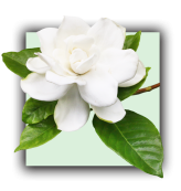 Gardenia