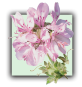 Geranium bourbon
