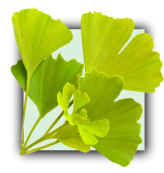 Ginkgo image plante