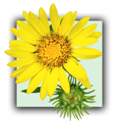 Grindelia
