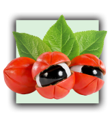 Guarana